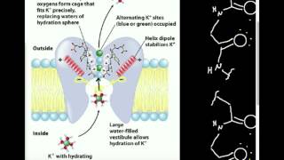 Ion Channel Selectivity K Channel [upl. by Nyrek227]