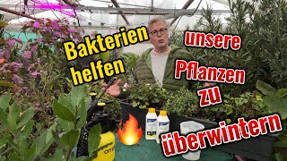 Bakterien helfen Pflanzen gesund zu bleiben [upl. by Renault]