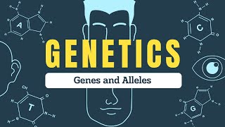 Genes vs Alleles Explained  Understanding Inheritance Genotypes and Phenotypes  Biospeaks [upl. by Enailuj]