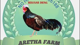 Ayam seharga motor [upl. by Kuehn33]