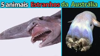 Conheça Cinco animais estranhos da Austrália [upl. by Mercedes140]