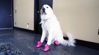 DOGS TRY ON SHOES FOR THE FIRST TIME SCS 130 [upl. by Icats]