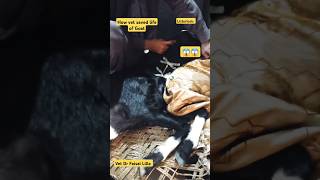 How vet saved life of GoatListeriosisCircling Disease drfaisallillavet shortsshorttrending [upl. by Aronson368]