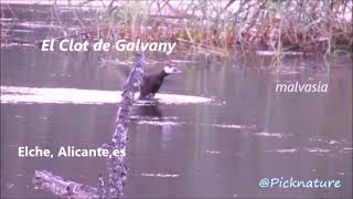 El Clot de Galvany en ElcheAiicantees [upl. by Brunk814]