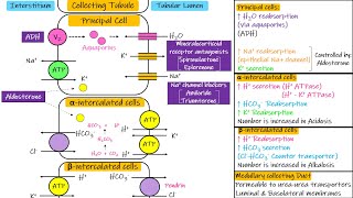 Transport in Collecting Tubules Chapter 28 part 6 Guyton and Hall Physiology [upl. by Tahmosh225]