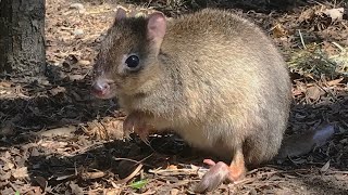 Zoo To You Episode 14 BrushTailed Bettong [upl. by Harli]