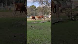 vaches shortvideo animals sosomleng [upl. by Davison841]