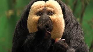 A white faced saki baby is born in the south american house at Dublin Zoo [upl. by Nonnaihr174]