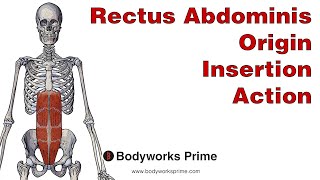 Rectus Abdominis Anatomy Origin Insertion amp Action [upl. by Lanza]