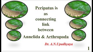 Peripatus As Connecting Link between Annelida And Arthropoda [upl. by Ielak]