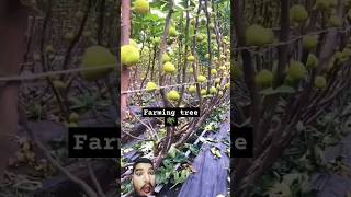 Big Farming Techniques farming agriculture fruit satisfying garden [upl. by Attekram445]