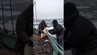 🐻‍❄️ Tiny Polar Bears Heartwarming Rescue 😍 PolarBearRescue WildlifeConservation ArcticAnimals [upl. by Ilime]