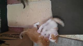 Most hilarious CATS that will make you LAUGH Best CAT VIDEOS 2024 [upl. by Yllac]