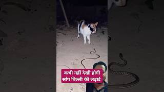 Aisi jungh nahi dekhi hogi cat kucingvsular snake animals catlover funny [upl. by Ennagrom324]