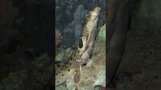 A Brief Look At The Epaulette Shark [upl. by Julietta571]