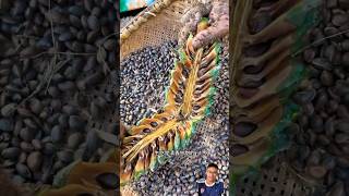 Harvesting pine tree seeds sonasmr [upl. by Edge]