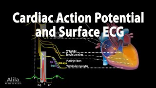 Correlation between Cardiac Action Potential and ECG Animation [upl. by Adnilasor]