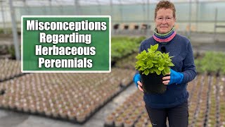 Common Misconceptions About Herbaceous Perennials  Excellent Options for the Garden Border [upl. by Arraeic744]