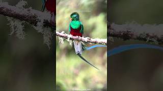 South Americas Stunning Bird  Resplendent Quetzal [upl. by Kcirdec293]