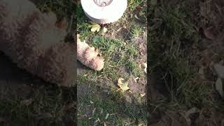 Kodas first groundhog kill newfoundland romanianravenshepherddog puppy barking [upl. by Smiga]