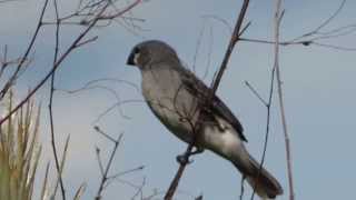 Plumbeous Seedeater  Sporophila plumbea  Parque Natural El Tuparro [upl. by Neehs]