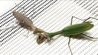 【カマキリ内戦】アフリカカマキリvs オオカマキリ Mantis civil war [upl. by Nnitsuj]