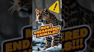 Top 5 most ENDANGERED animals in the world [upl. by Sobmalarah]