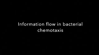 Information flow in bacterial chemotaxis [upl. by Loreen594]