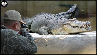 How Farmers And Hunters Deal With Millions Of Giant Crocodiles And Other Invasive Species [upl. by Madel]