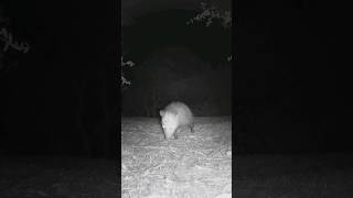 Desert Woodrat Striped Skunk Opposum🦨ᘛ⁐̤ᕐᐷ🐀 Midnight Escapades opossum woodrat stripedskunk [upl. by Gerda]