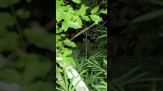 Slow lori in the forest near Kaeng Krachan  Nycticebus coucang thailand wildlife [upl. by Acinorahs578]