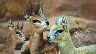 Klipspringer Tiny Antelope of Africas Rocky Landscapes [upl. by Eahcim427]