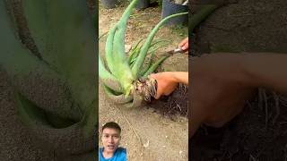 Harvesting and propagating aloe vera plants [upl. by Ennairoc]