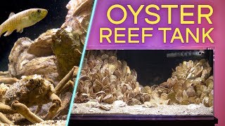 RARE OYSTER REEF AQUARIUM — Brackish Water Aquascape IN 4K [upl. by Eeliak409]