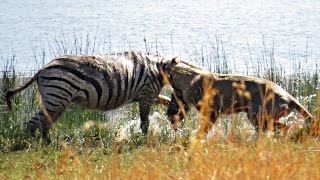 Brave lion tackles pregnant zebra into the water to feed her cubs  Extreme battle from Pilanesberg [upl. by Auvil]