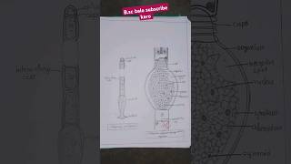 Oedogonium diagram Bsc 1st semester in botany  please  like  share  subscribe  karo [upl. by Samp]