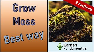 Best Way to Grow Moss in the Garden 🧙🔮🎭 3 Methods Compared [upl. by Tedmann]