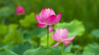 A pink lotus flower with green leaves in the background  Peace  Flowers  Good Moring [upl. by Twyla]