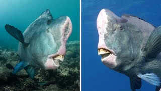 Bumphead Parrotfish 🐟 Fish with a Builtin Helmet [upl. by Neyugn716]