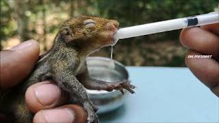 How To Feed Baby Squirrel [upl. by Nehtanhoj353]