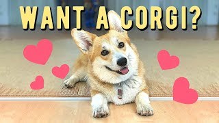 Want a Corgi 7 things you dont know [upl. by Abbotson68]