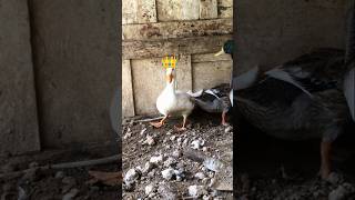 Duck felling like A king 👑 😅 talhakadihat duck ducksfarm youtubeshorts ytshorts shortvideo [upl. by Erised635]