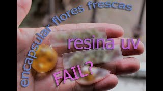 encapsular flores sin deshidratar con resina uv experimento [upl. by Atnauqal]