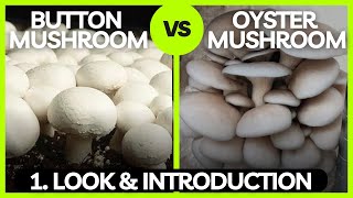 Button vs Oyster Mushroom – Visual Comparison – Identification – KrishiZone [upl. by Toolis]