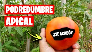 Evita la PODREDUMBRE APICAL en tus TOMATES 🍅 Consejos y Solución  La Huerta de Ivan [upl. by Gannes900]