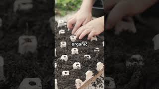 Stop Weeds with the Cardboard Barrier Trick 🌱📦gardeningtips weedcontrol organicgardening [upl. by Lenod]