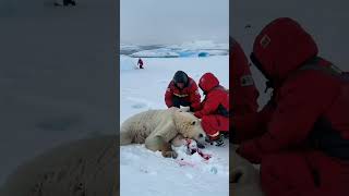 Polar Bear Rescue [upl. by Amaris]