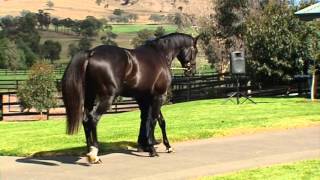 More Than Ready stallion Pluck at Vinery Stud [upl. by Ahseinat]