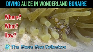 Diving Alice In Wonderland Bonaire  The Shore Dive Collection  TropicLens  4K [upl. by Ahsataj476]