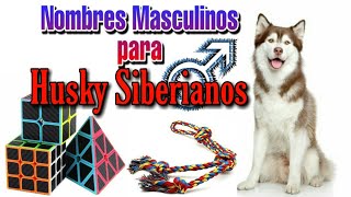 Nombres para Husky Siberianos Machos  AniEx [upl. by Anibas]